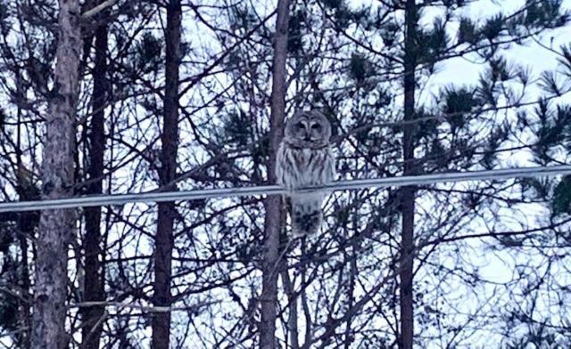 Villa Life'S A Hoot Au Gres Exterior foto